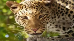 Eleven-year-old girl killed in Bandipur leopard attack